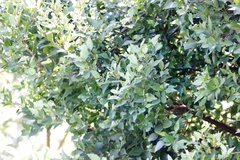 Maytenus acuminata