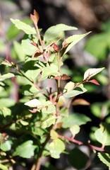 Maytenus acuminata