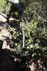 Maytenus acuminata