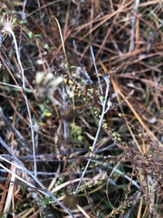 Symphyotrichum walteri