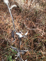 Pterocaulon pycnostachyum