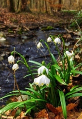 Leucojum vernum