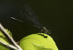 Argia oculata image