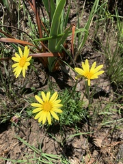Ursinia montana