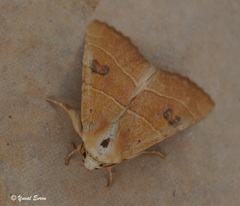 Atethmia centrago