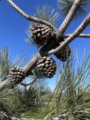 Pinus torreyana