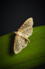 Herpetogramma aeglealis