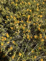 Chuquiraga avellanedae