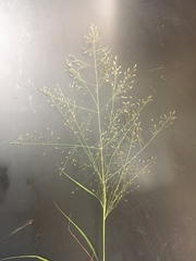 Eragrostis intermedia