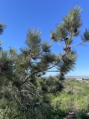 Pinus torreyana