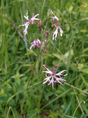 Silene flos-cuculi