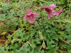 Dicerocaryum senecioides