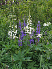 Lupinus polyphyllus
