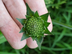 Knautia arvensis