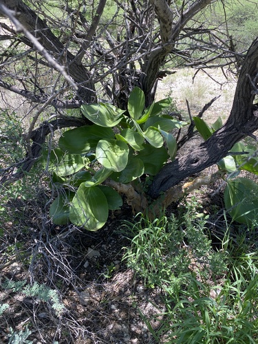 Cyphostemma currorii