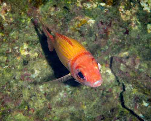 Neoniphon aurolineatus, 2015-10-18