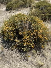 Chuquiraga avellanedae