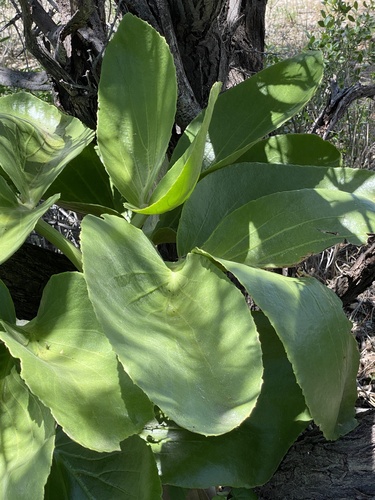 Cyphostemma currorii