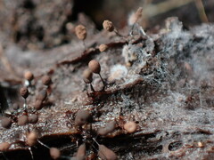 Cribraria cancellata