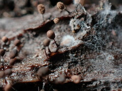 Cribraria cancellata