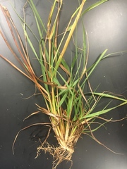 Eragrostis intermedia