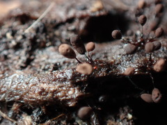 Cribraria cancellata