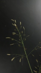 Eragrostis intermedia
