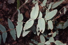 Hypericum grandifolium