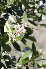 Olea capensis capensis