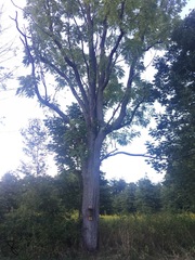 Juglans nigra