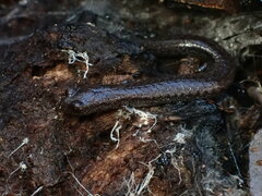 Batrachoseps gavilanensis