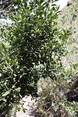 Olea capensis capensis