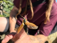 Semiotus luteipennis