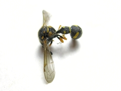 Eumenes