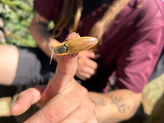 Semiotus luteipennis