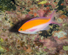 Nemanthias bicolor