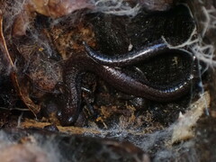 Batrachoseps gavilanensis