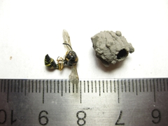 Eumenes