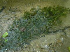 Ranunculus kauffmannii