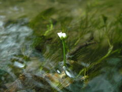 Ranunculus kauffmannii