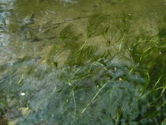 Ranunculus kauffmannii