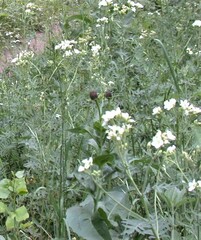 Rudbeckia occidentalis