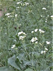 Polemonium foliosissimum
