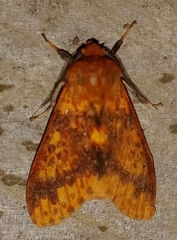 Symphlebia