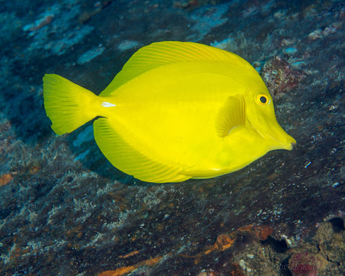 Yellow Tang