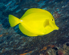 Yellow Tang photo 4
