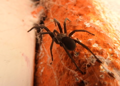 Kukulcania hibernalis