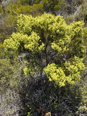 Erica lutea