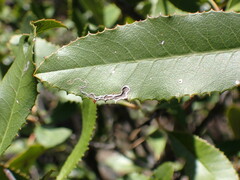 Stigmella heteromelis