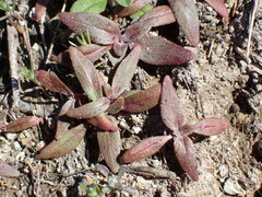 Clarkia